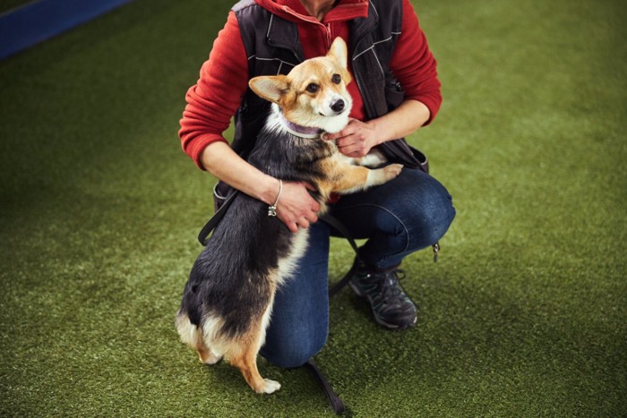 飼い主に助けを求めるような犬