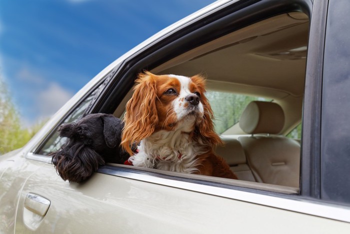 車の乗る2頭の犬