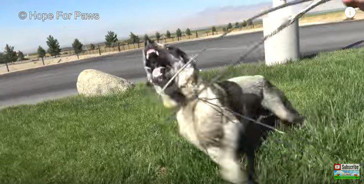 抵抗して吠える犬