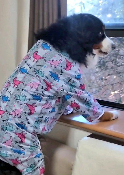 バーニーズマウンテンドッグだった！！