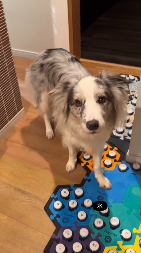「水」のボタンを前足で押す犬