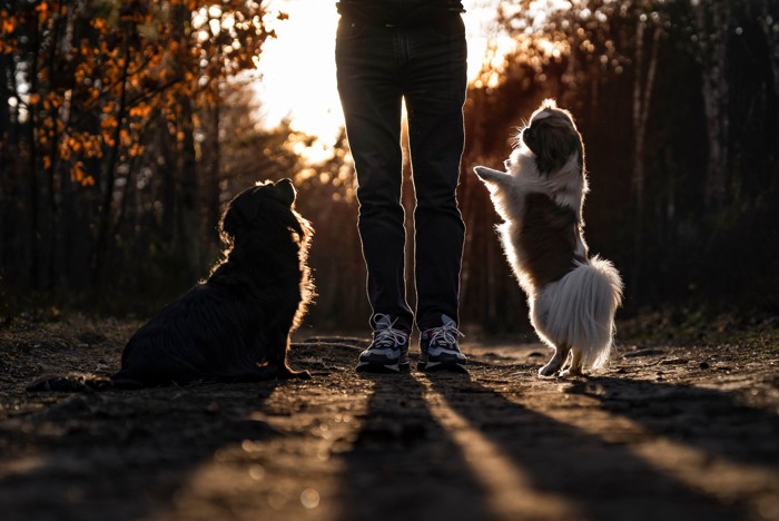 飼い主の両側に寄り添うダックスとペキニーズ