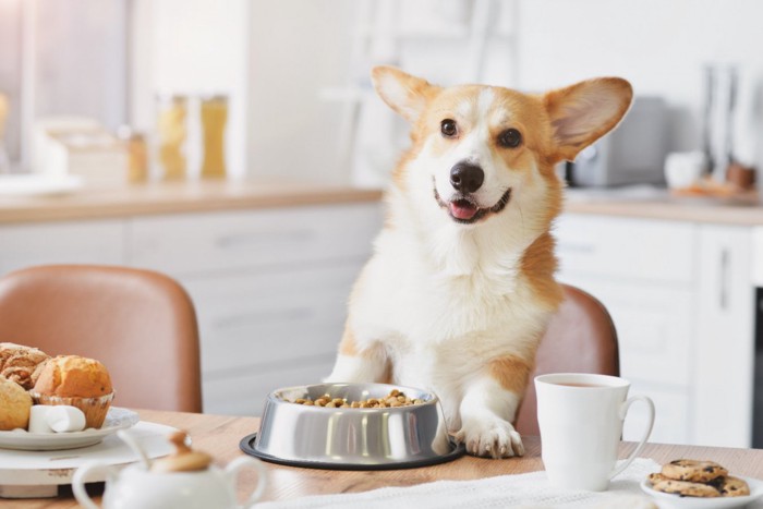 食卓の犬