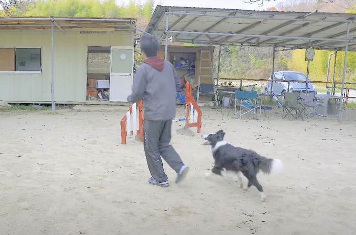 アジリティをする犬