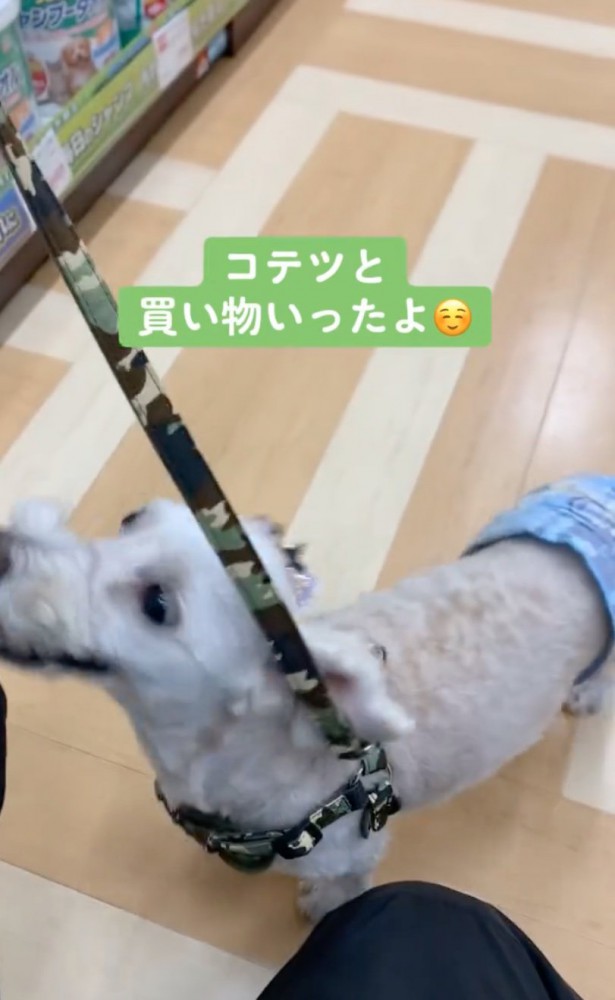 買い物をする犬