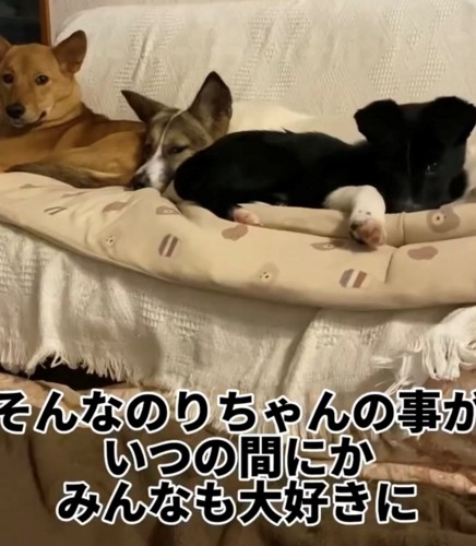 ソファの上の3匹の犬