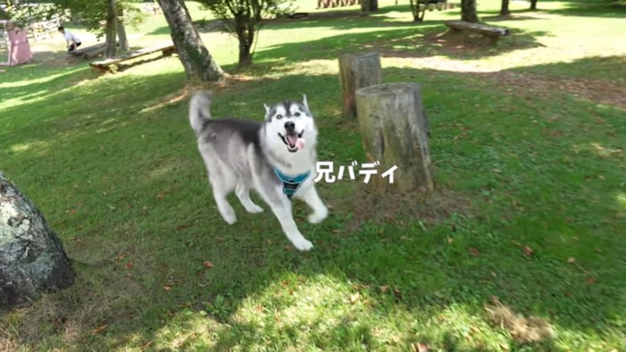 兄弟犬バディくん