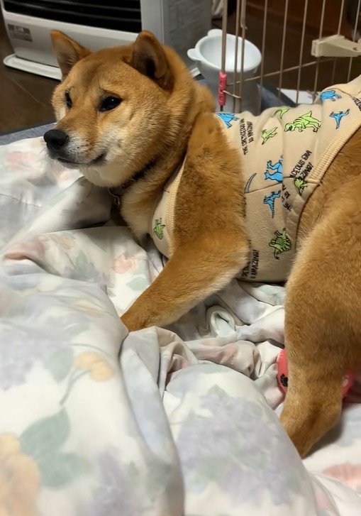 困り顔が可愛すぎる!