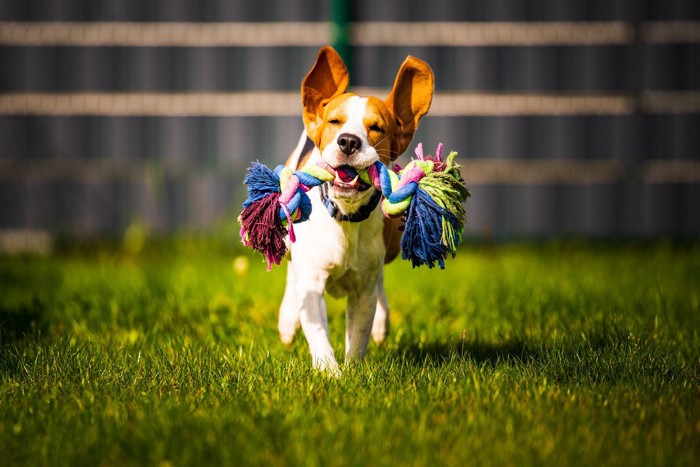 おもちゃを持ってくる犬