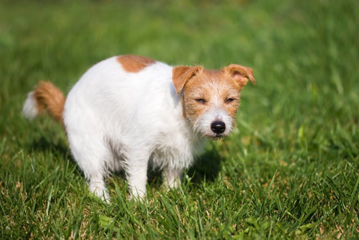 踏ん張る犬