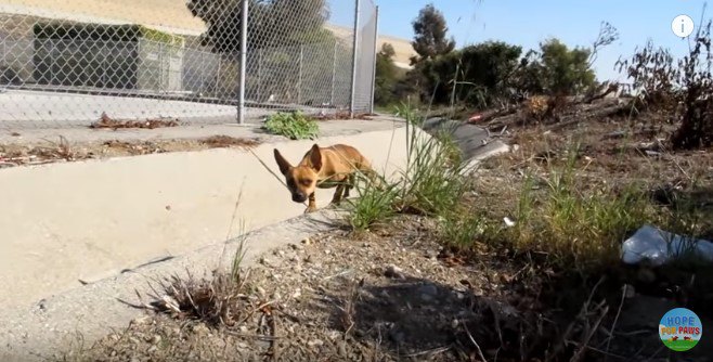 恐る恐る近づく犬