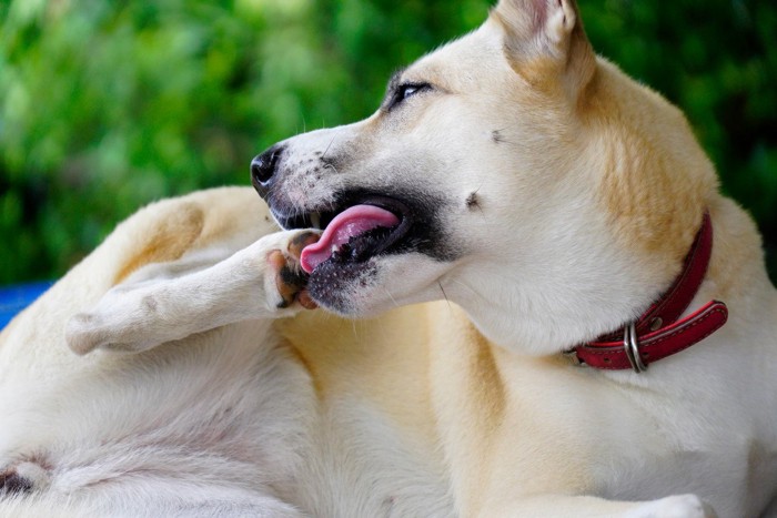 後ろ足の肉球を舐める犬