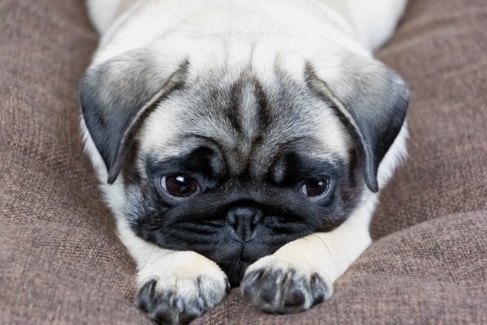 悲しそうに伏せる子犬