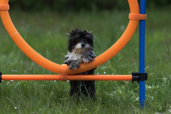 アジリティの用具に手をかける子犬