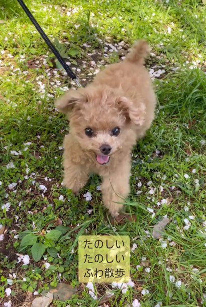 芝生で駆け回るふわちゃん