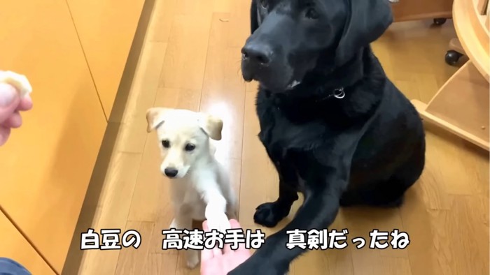 おやつを見る子犬と先住犬