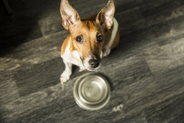 食事を待つ犬