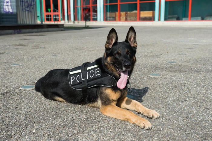 伏せの姿勢で待機する警察犬