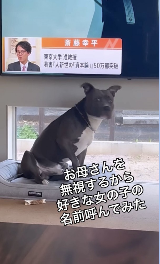 勢いよく振り返る犬