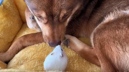 ハムスターを見つめる保護犬