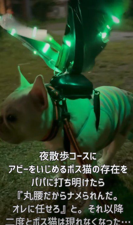 ご主人が用意したのは…