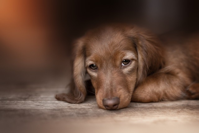 怖がる犬