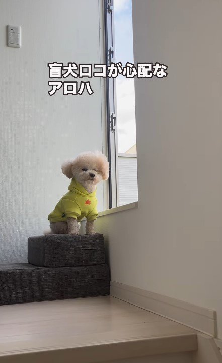 廊下でたたずむアロハちゃん