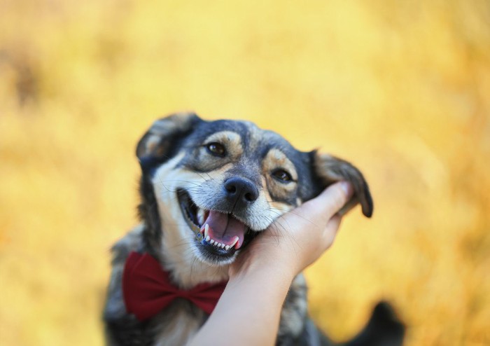 顔を撫でられる犬