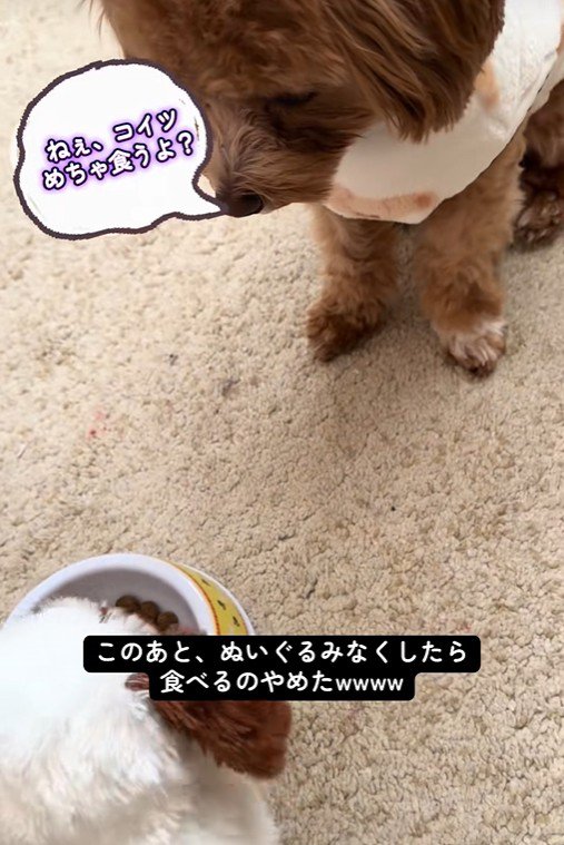 こあ君のご飯の横におもちゃを置いたら4