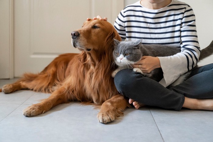 飼い主に寄り添うゴールデンレトリーバーと猫