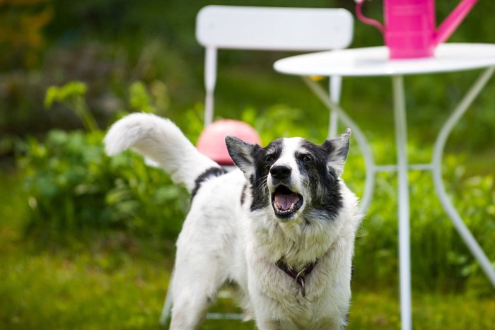 吠えている白と黒の犬