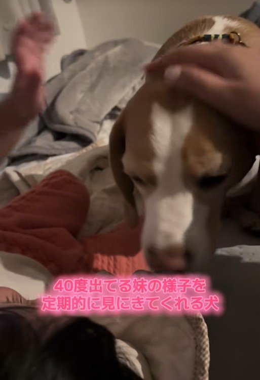 娘さんの様子を見にきたいさき君