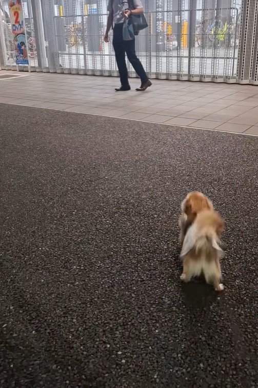 CoCoちゃんとパパさんの再会3