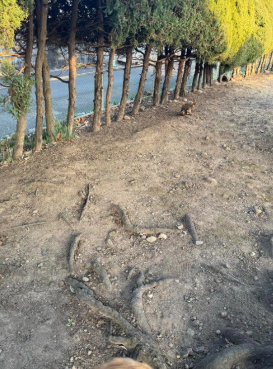 大型犬と散歩中に…