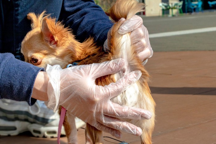 飼い主に肛門腺を絞られている犬
