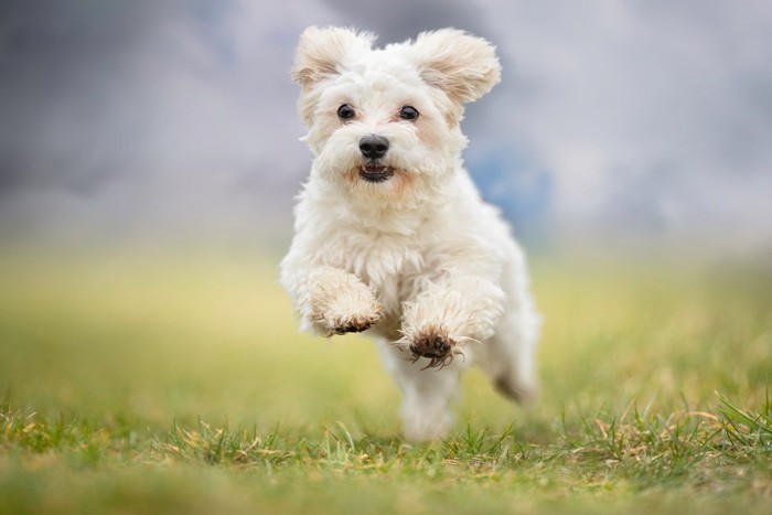 走る白い犬