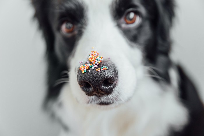 鼻の上に粒を乗せている犬の顔のアップ