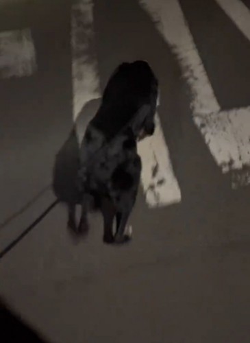 リードを持って歩く2