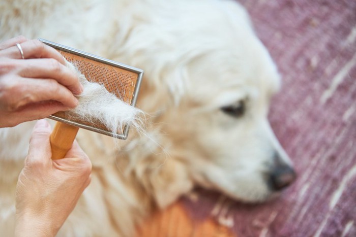 白い犬とブラシの抜け毛を持つ人の手