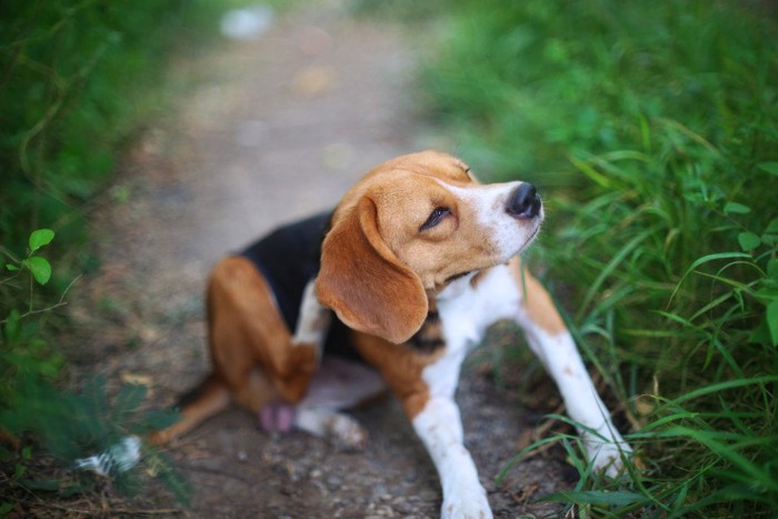 かゆがる犬