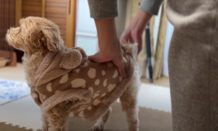 お尻を拭かれる犬