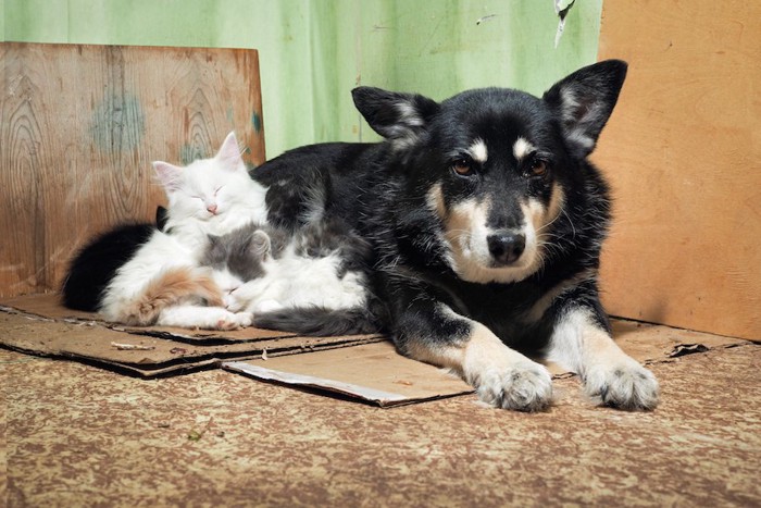 ダンボールの上に座る犬と子猫たち