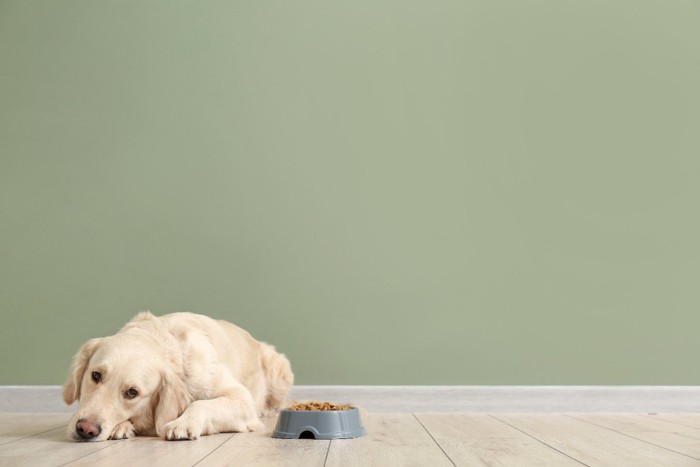 ドッグフードを食べない犬