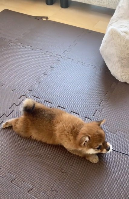 引きずられる虎鉄くん