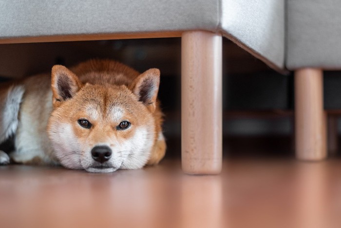 ソファの下から見つめる柴犬