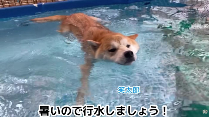 立派な成犬に!!