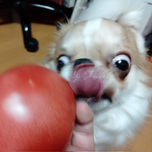 トマトを