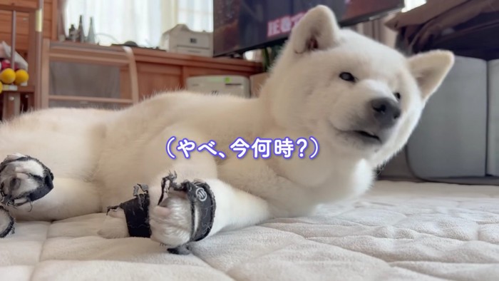 飛び起きたあいちゃん