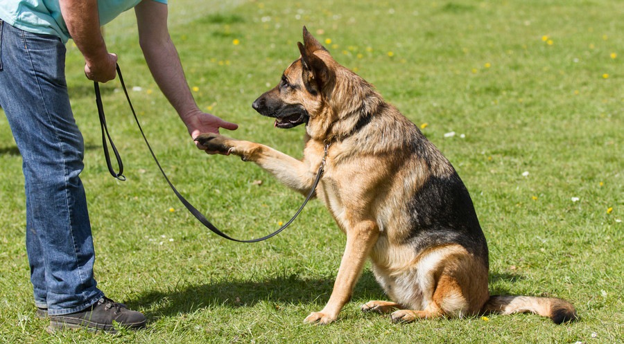 お手をしている犬