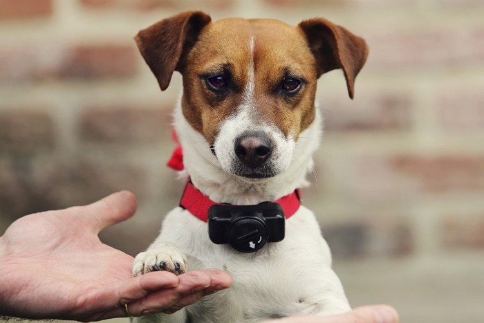 無駄吠え防止の首輪を付けた犬